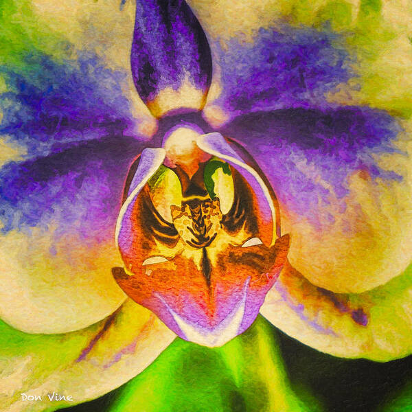  Art Print featuring the photograph Smiling Orchid by Don Vine