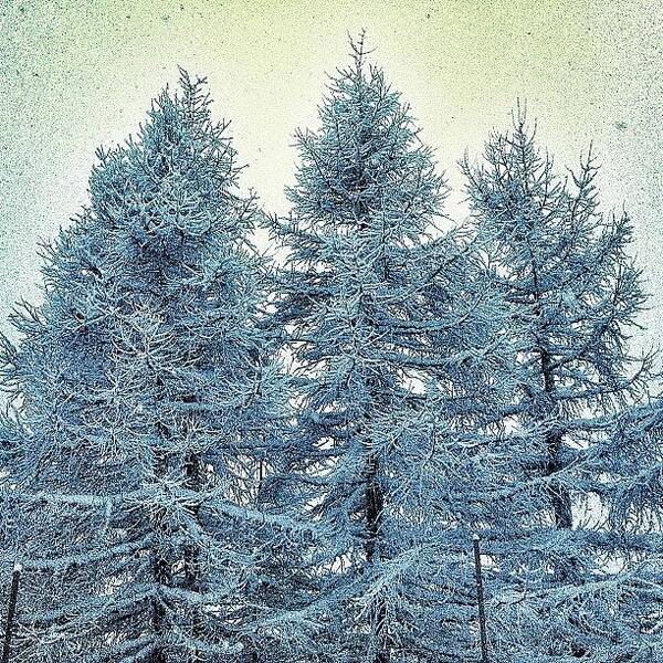 Mountain Art Print featuring the photograph Snow-covered-trees
#beatiful #tree by Amar Geddon
