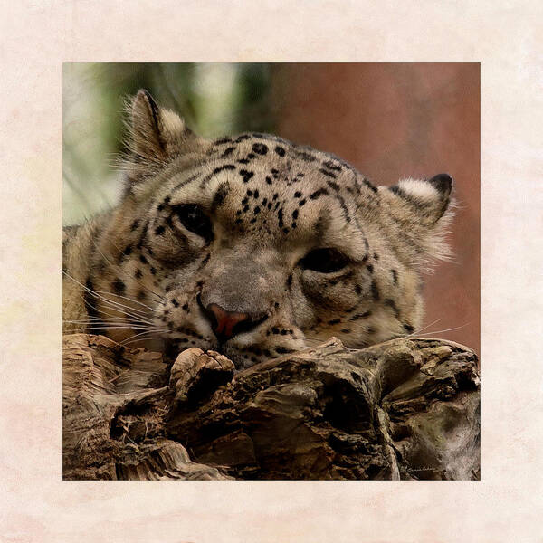 Animals Art Print featuring the digital art Snow Leopard 17 by Ernest Echols