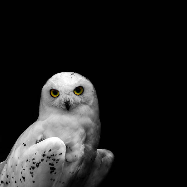 Snowy Owl Art Print featuring the photograph Snowy Owl by Mark Rogan