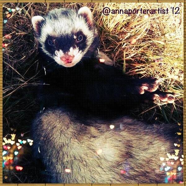 Petstagram Art Print featuring the photograph Sometimes we like to roll in the straw #ferrets #pets by Anna Porter