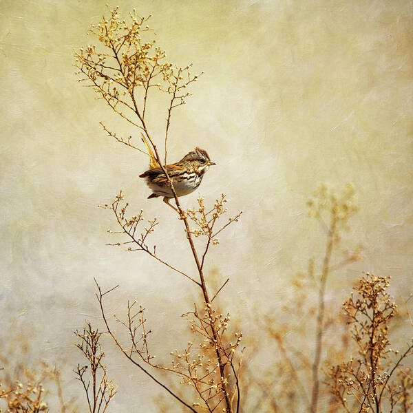 Animal Themes Art Print featuring the photograph Song Sparrow In Serene Scene by Susangaryphotography