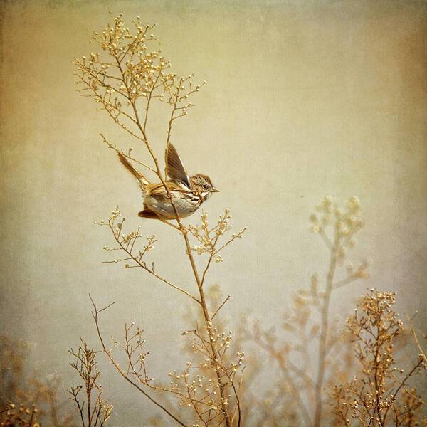 Animal Themes Art Print featuring the photograph Song Sparrow by Susangaryphotography