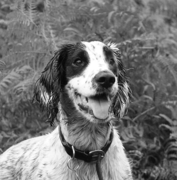 Dog Art Print featuring the photograph Spaniel portrait in black and white by Tom Conway