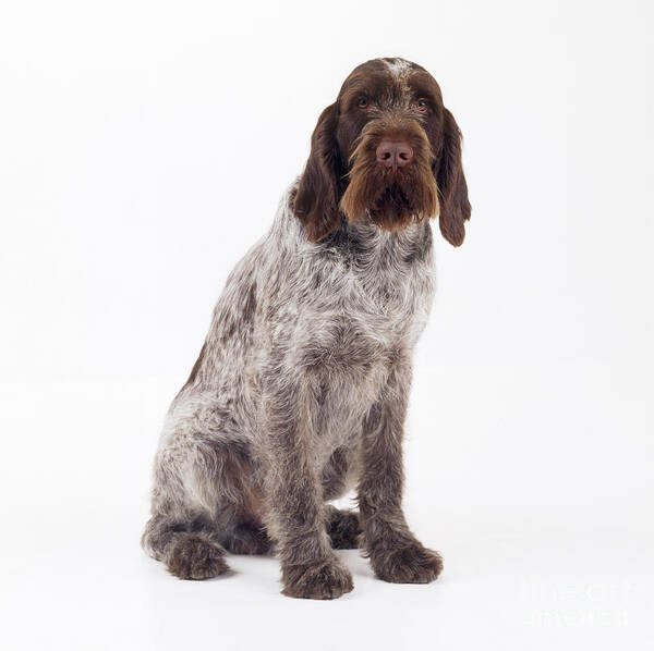 Dog Art Print featuring the photograph Spinone Italiano by John Daniels
