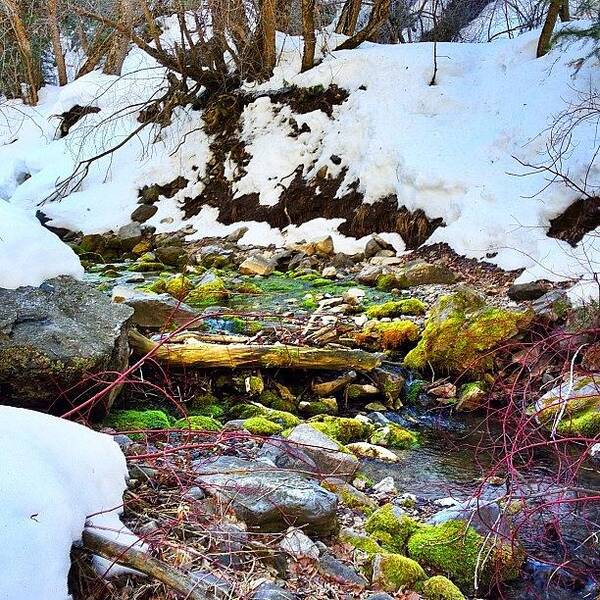Scenery Art Print featuring the photograph Spring! #creek #water #moss #hike by Cheryl Marie