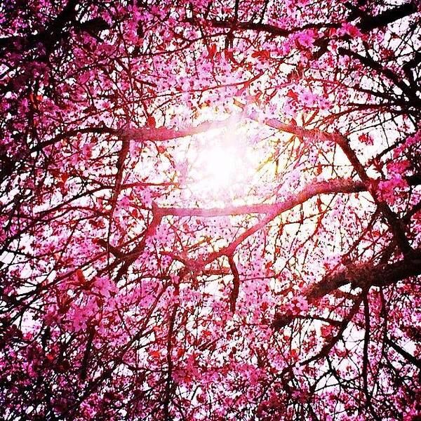 Pink Art Print featuring the photograph #spring #springweather #portland by Steven Shewach