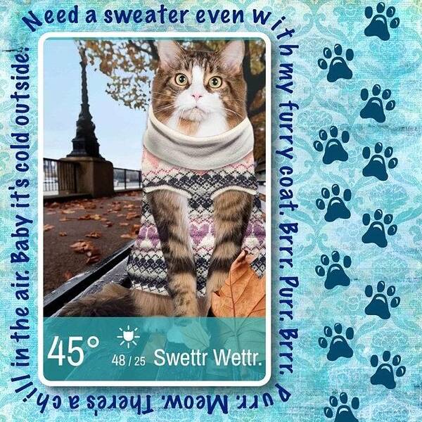 Humor Art Print featuring the photograph Still Loving This #weatherwhiskers #app by Teresa Mucha