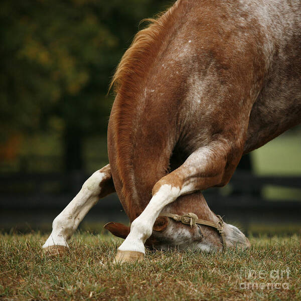 Horse Art Print featuring the photograph Stretching My Neck by Carol Lynn Coronios