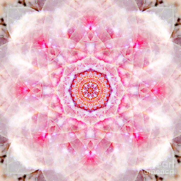 As Above So Below Art Print featuring the photograph Succulent Star by Susan Bloom