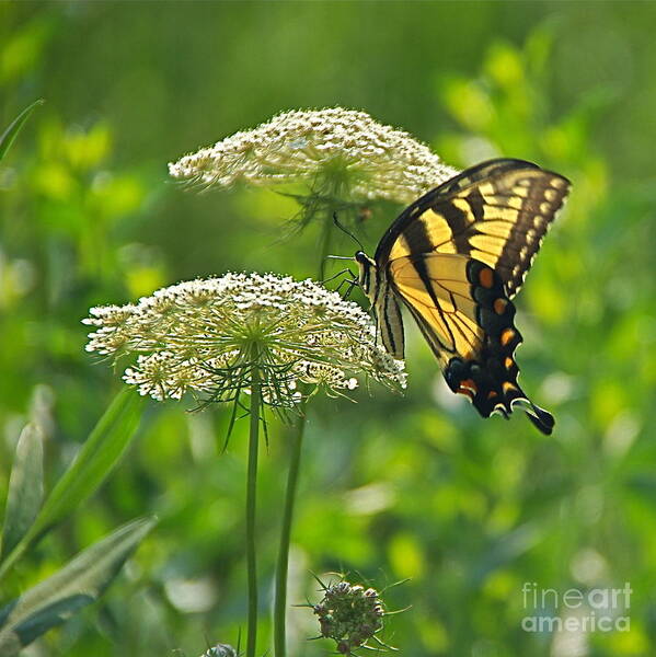 Papilio Glaucus Art Print featuring the photograph Sultry Summer Day by Byron Varvarigos