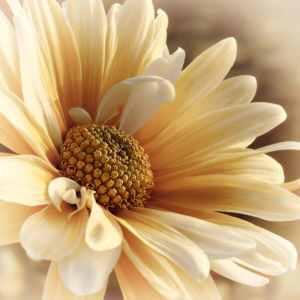 Floral Art Print featuring the photograph Summer Breeze by Darlene Kwiatkowski