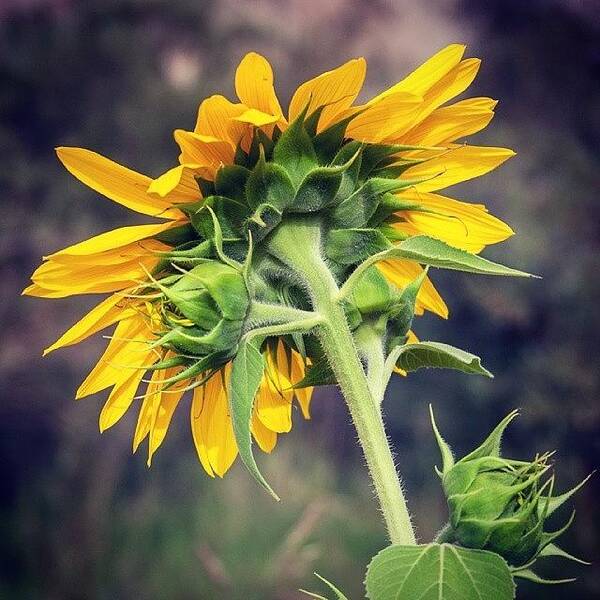 Yellow Art Print featuring the photograph Sunflower by Hitendra SINKAR