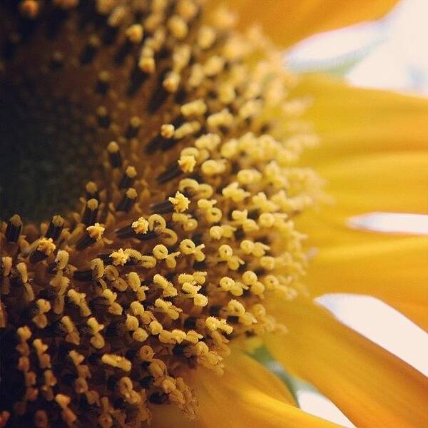  Art Print featuring the photograph Sunflower In My Yard This Morning. The by Midlyfemama Kosboth