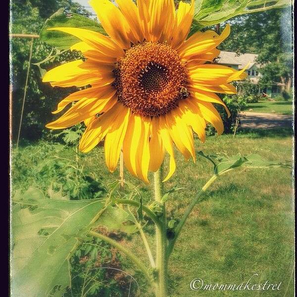 Summer Art Print featuring the photograph Sunflower #1 by Keila Carvalho