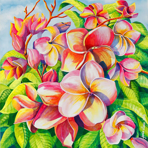 Flowers Art Print featuring the painting Sunlit Plumeria by Janis Grau