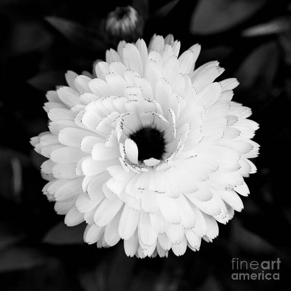 Flower Art Print featuring the photograph Sunny flower by Daniel Heine