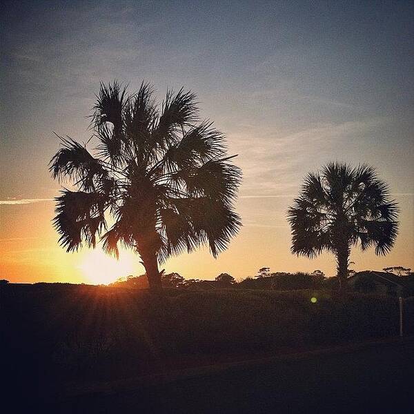 Palmetto Art Print featuring the photograph #sunset #palmetto by Mel F.