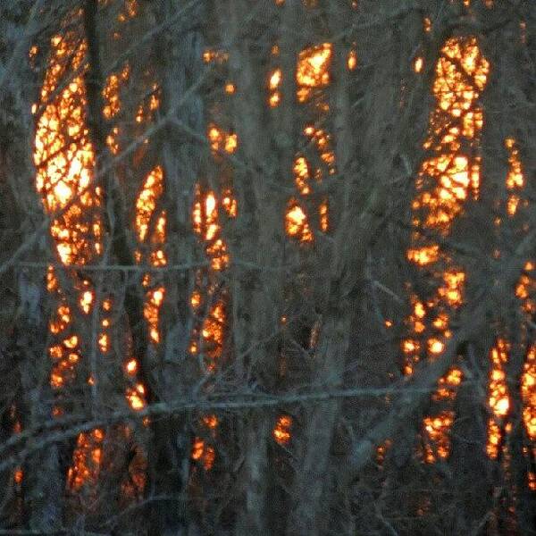 Dusk Art Print featuring the photograph Sunset Through The Tree Branches by Kelli Stowe