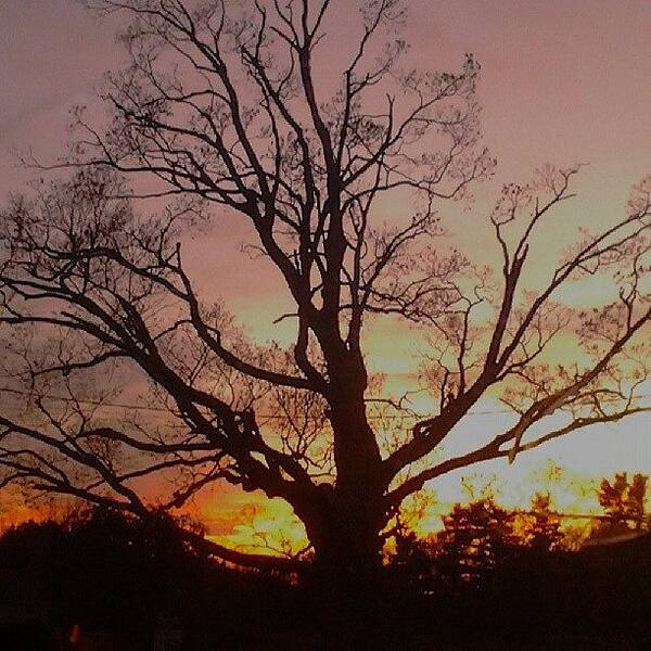 Beautiful Art Print featuring the photograph #sunset #tree #beautiful #pink #pinksky by Laura Vaillancourt