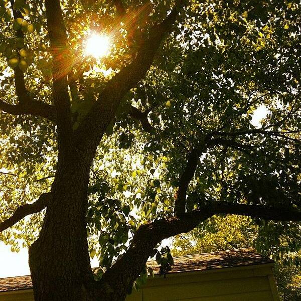 Tree Art Print featuring the photograph Sunshine by Christy Beckwith