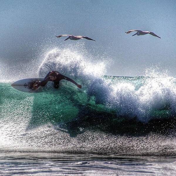 Surf Art Print featuring the photograph Surf Or Fly? by Hal Bowles