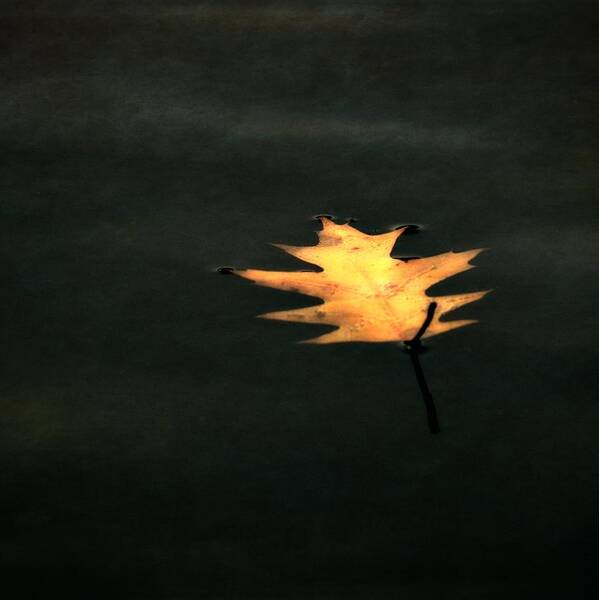 Floating Leaf Art Print featuring the photograph Suspended by Michelle Calkins