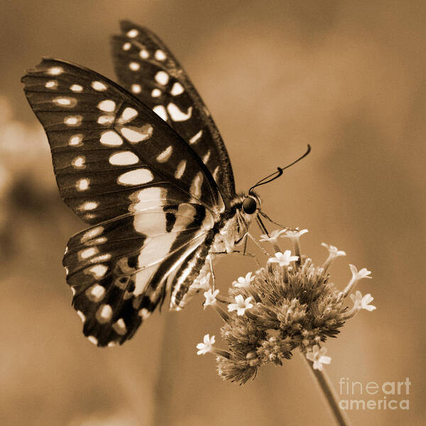 Butterflies Art Print featuring the photograph Swallowtail Butterfly 1 by Chris Scroggins