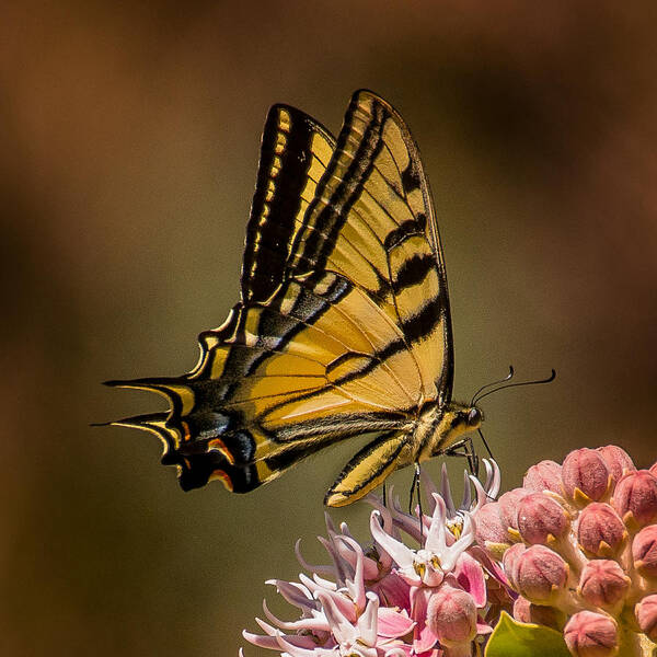 Butterfly Art Print featuring the photograph Swallowtail on Milkweed by Janis Knight