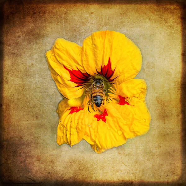 Bee Art Print featuring the photograph Sweet Spot by Sue Capuano