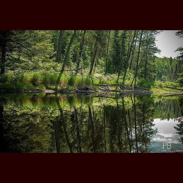 Symmetric Art Print featuring the photograph Symmetric! #nikon #nature #pond by Pb Photography