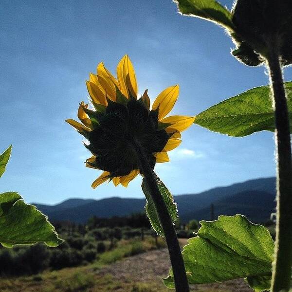 Summer Art Print featuring the photograph That Sunflower Tho #flowerpictures by Caleb Kast