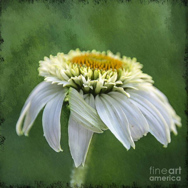 Coneflower Art Print featuring the photograph The First Coneflower by Terry Rowe