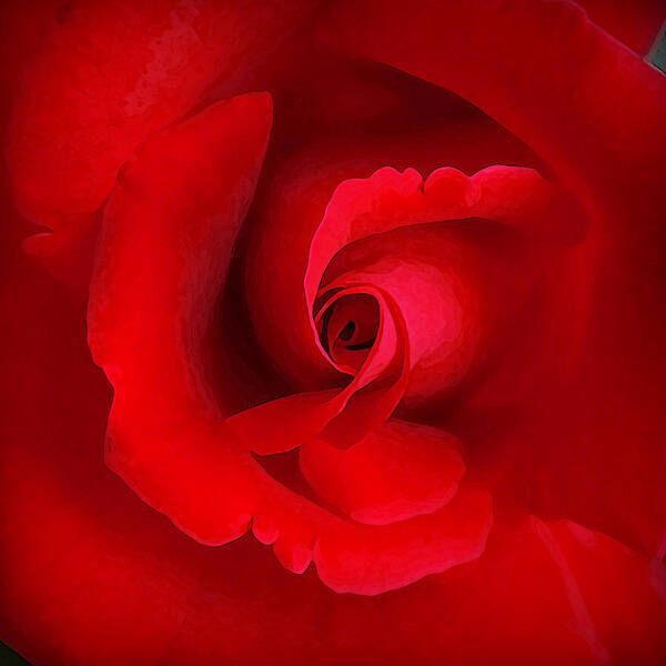 Rose Art Print featuring the photograph The Heart of the Rose by CarolLMiller Photography