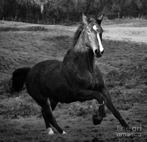 Horse Art Print featuring the photograph The Horse by Ang El