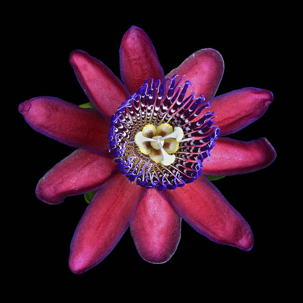Stunning Passion Flower Art Print featuring the photograph The Lux Generator by Joseph Erbacher