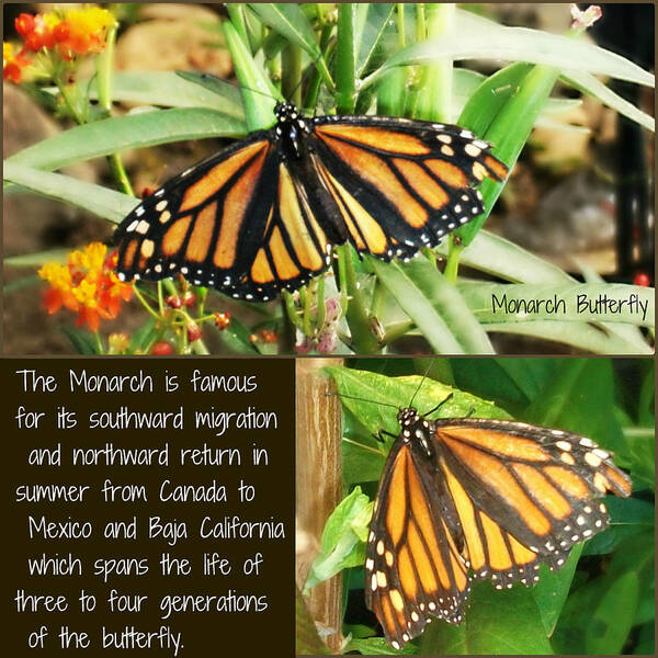 Monarch Art Print featuring the photograph The Monarch Story by Mindy Bench