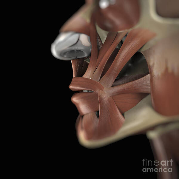 Muscular System Art Print featuring the photograph The Muscles Of The Face by Science Picture Co