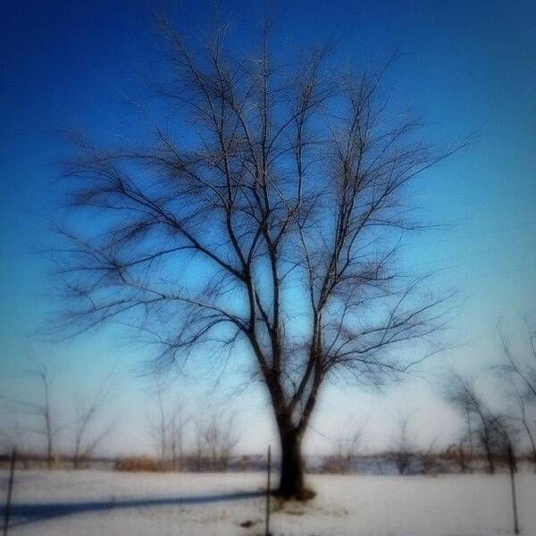  Art Print featuring the photograph The Sky Was So Blue Today, And The Snow by Lisa Worrell