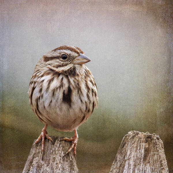 Sparrow Art Print featuring the photograph The Song Sparrow by Cathy Kovarik