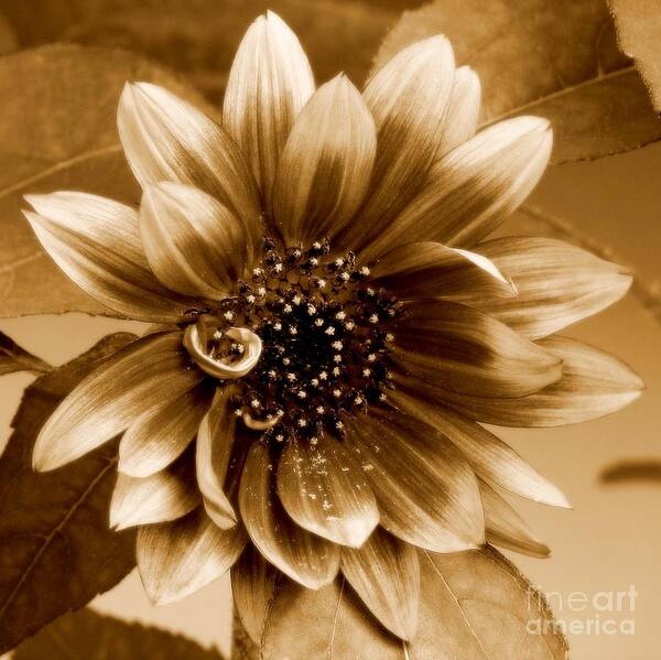 Sepia Art Print featuring the photograph The Sunflower by Peggy Hughes