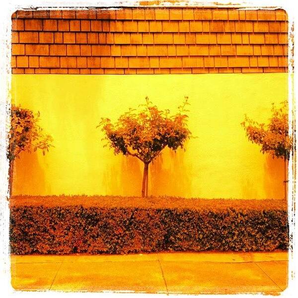 Sanfrancisco Art Print featuring the photograph Three Small Trees And Well Manicured by Lynn Friedman