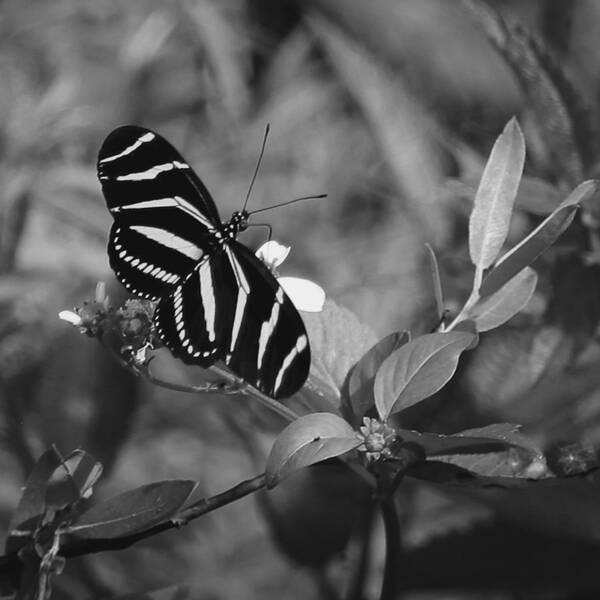 Butterfly Art Print featuring the photograph Tiger Stripe Butterfly by Joseph G Holland