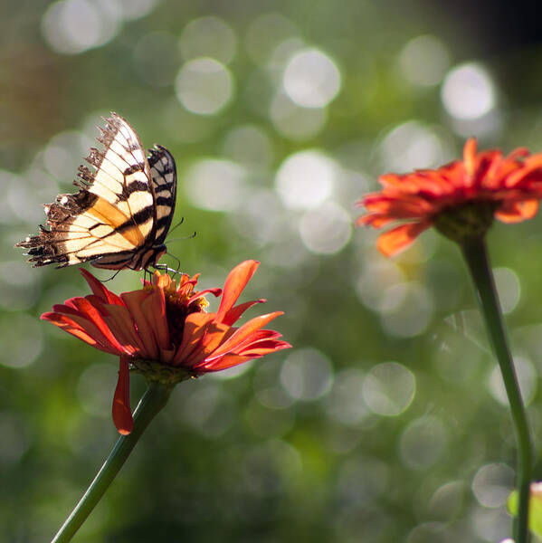 Butterfly Art Print featuring the photograph Tiger Swallowtail on Bokeh by Lynne Jenkins