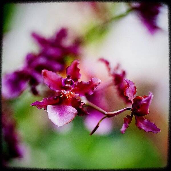 Igersoftheday Art Print featuring the photograph Tiny And Delicate Orchids. #latergram by Kevin Smith