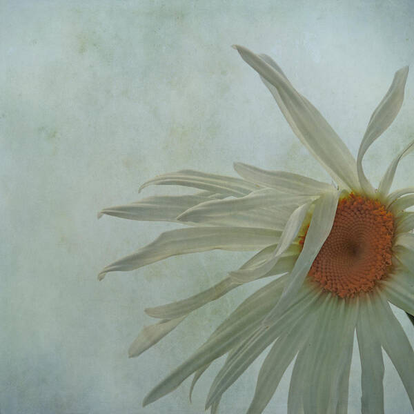 Daisy Art Print featuring the photograph Tousled by Sally Banfill