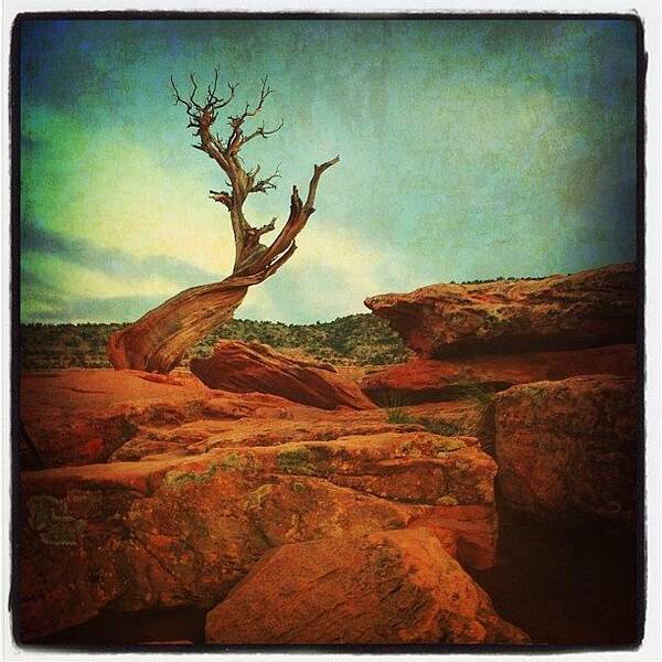 Beautiful Art Print featuring the photograph #tree #nature #colorado #national by Jill Battaglia