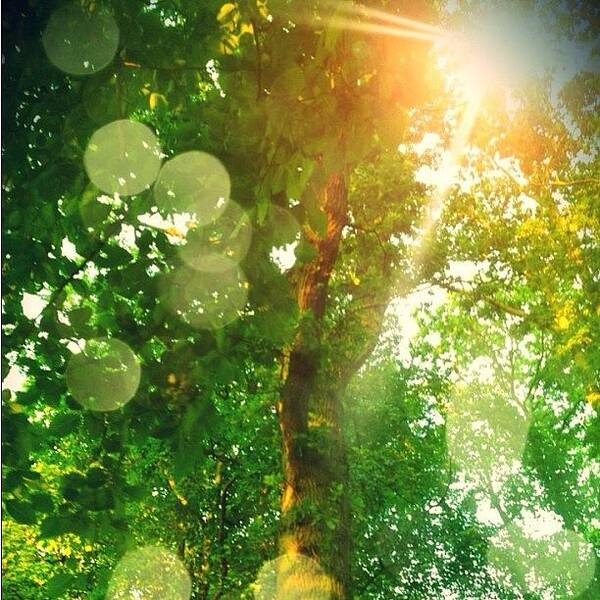 All_shots Art Print featuring the photograph Trees And Sun by Andre Brands