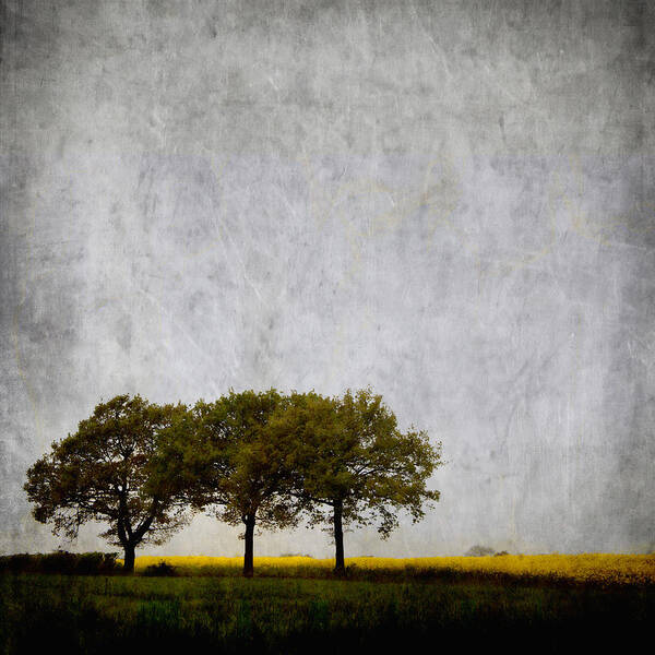 Tree Art Print featuring the photograph Trees at Sunrise by Carol Leigh