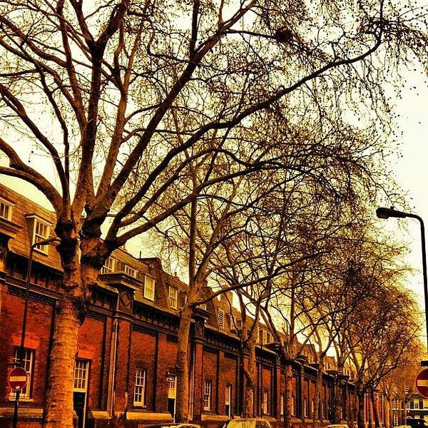 Urban Art Print featuring the photograph #trees #houses #london #uk #england by Elisabeth Ostreng